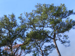 Torreya Trees
