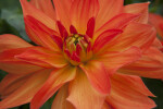 "Tour de Monde" Dahlia Flower