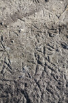 Tracks in Mud