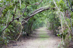 Trail and Air Plant