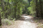 Trail at Chinsegut Wildlife and Environmental Area that Runs Through Various Trees and Shrubs