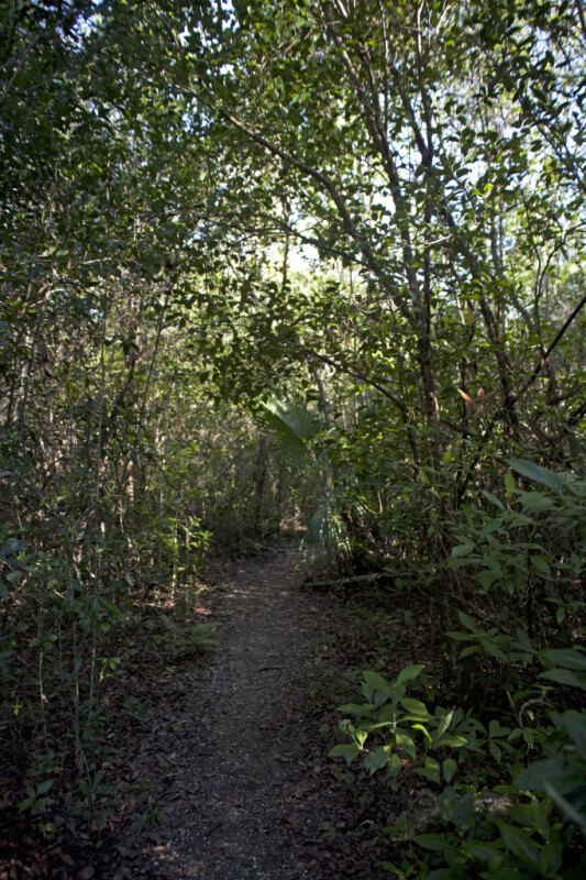 Trail at Tree Snail Hammock of Big Cypress National Preserve