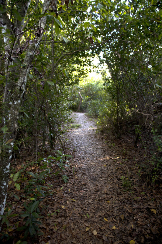 Trail Covered in Fallen Leaves Leading Through Trees at Tree Snail Hammock of Big Cypress National Preserve