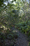 Trail Leading Through Ferns, Cabbage Palms, and Other Trees at Tree Snail Hammock of Big Cypress National Preserve