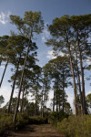 Trail Leading Through Slash Pines