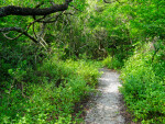 Trail on Mound Key