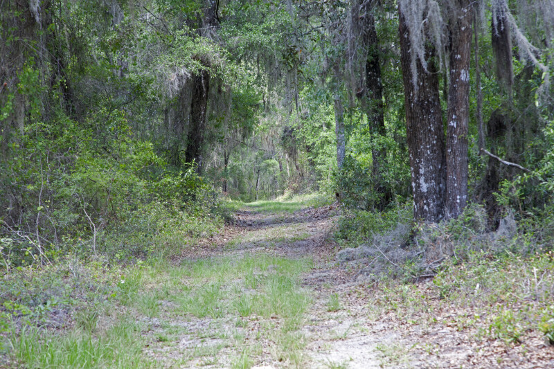 Trail Sparsely Covered in Grass Leading Through Trees and Shrubs