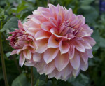 "Träumerei" Dahlias