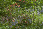 Tree Among Herbaceous Plants