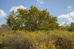 Tree Amongst Shrubs at Biscayne National Park