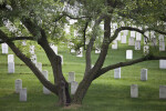 Tree and Headstones