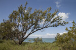 Tree and Low-Lying Shrubs Pictured Against Ocean and Sky