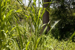 Tree and Vegetation