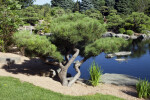 Tree and Water at Japanese Garden