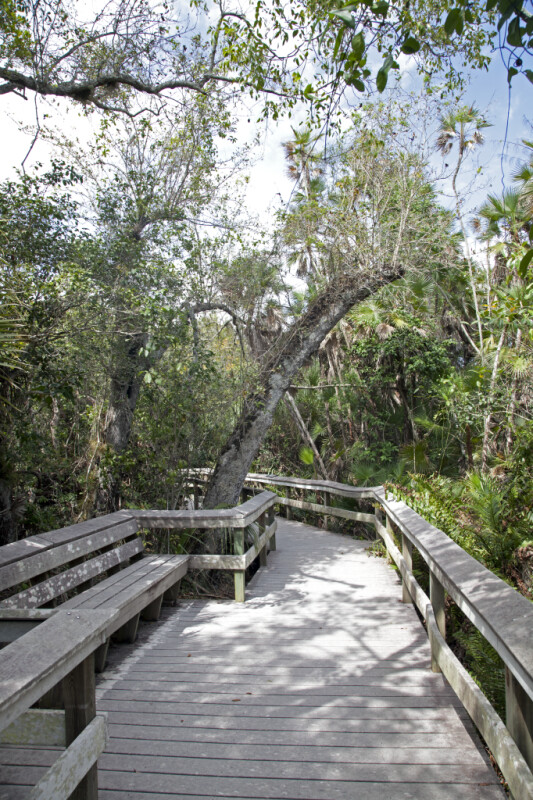 Tree Arching Above Boardwalk