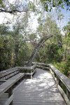 Tree Arching Above Boardwalk