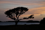 Tree at Dusk