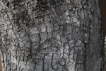 Tree Bark