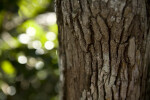 Tree Bark