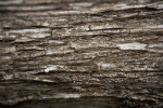 Tree Bark Close-up