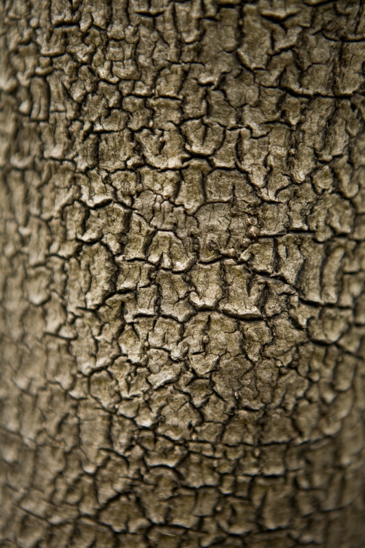 Tree Bark Detail