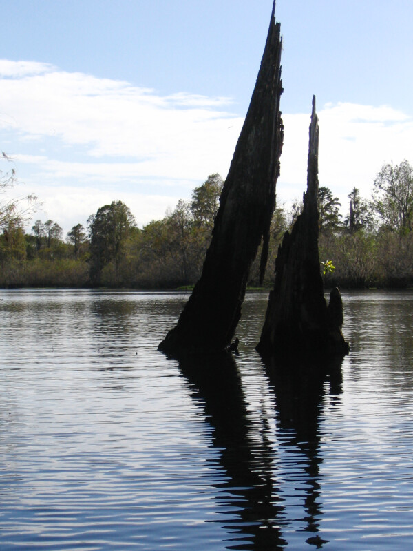 Tree Bark in Water in Hillsborough River