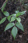 Tree Branch with Leaves in Sets of Threes