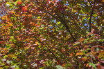 Tree Branches and Leaves During Fall