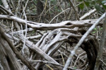 Tree Branches at West Lake