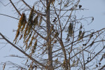 Tree Branches Close-Up