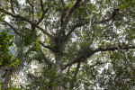 Tree Branches Extending in All Directions