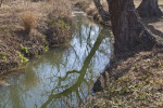 Tree Branches Reflected in the acequia madre at the Espada Acequia.