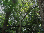 Tree Canopy