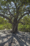 Tree Casting a Shadow