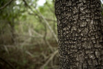 Tree Close-up