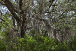Tree Covered in Spanish Moss