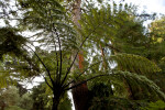 Tree Fern Branches
