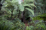 Tree Fern in Front of a Redwood