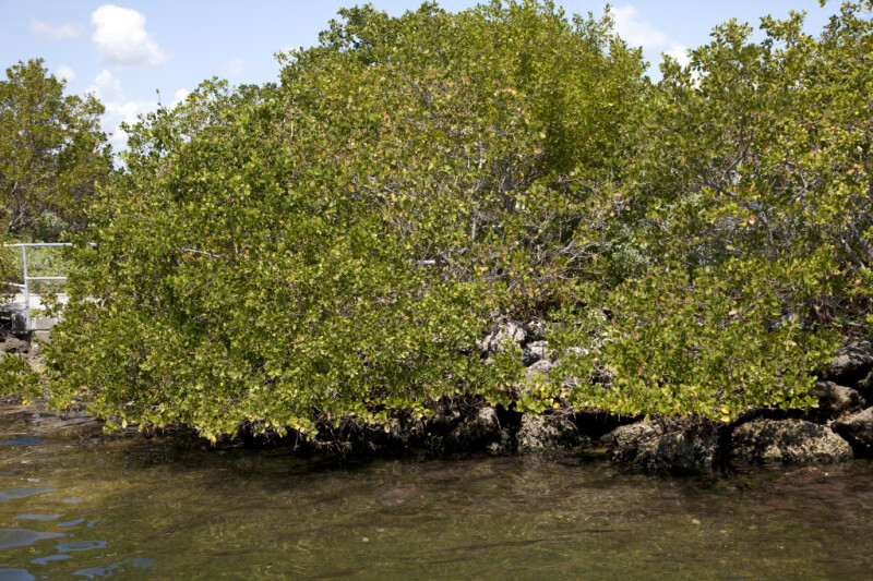 Tree Growing Near Water at Biscayne National Park