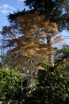 Tree in Front of Fence