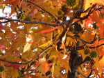 Tree Limbs with Yellow Autumn Leaves