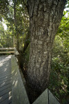 Tree Near Boardwalk