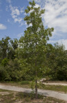 Tree Near Dirt Path