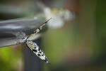 Tree Nymph on a Rail