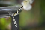 Tree Nymph with Wings Spread