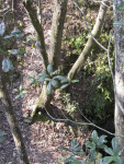 Tree on Edge of Sinkhole