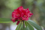 Tree Rhododendron Red Flowers