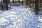 Tree Shadows on Snowy Path