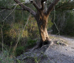 Tree Trunk and Branches