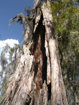 Tree Trunk on Hillsborough River